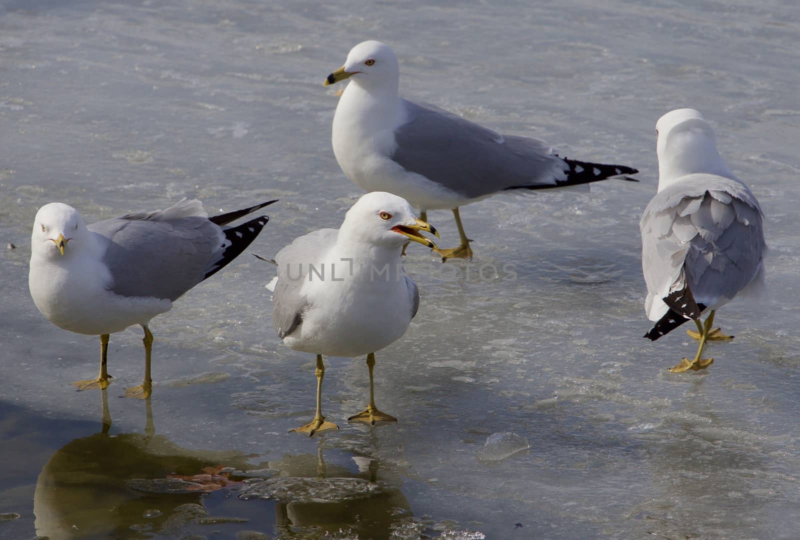 The serious gull is teaching the colleagues by teo