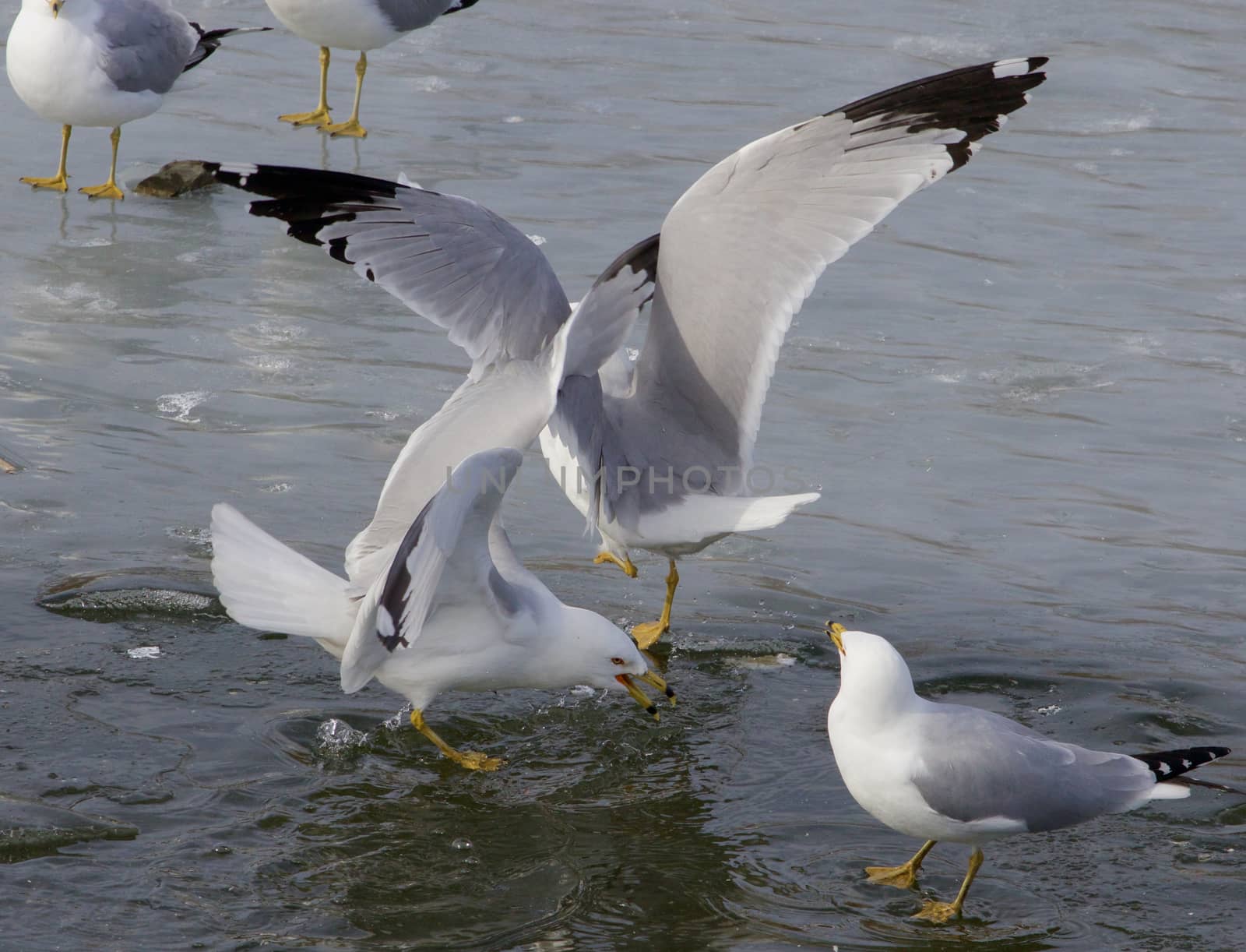 The winner of a gulls fight