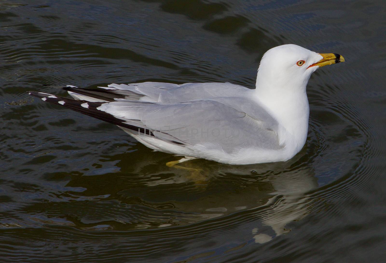 The gull looks like in the frustration