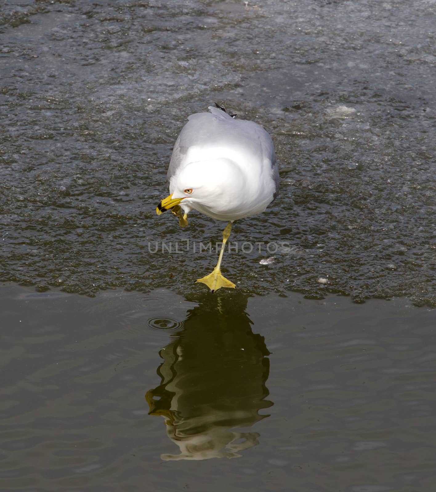 The thoughtful gull is staying on one feet near the water