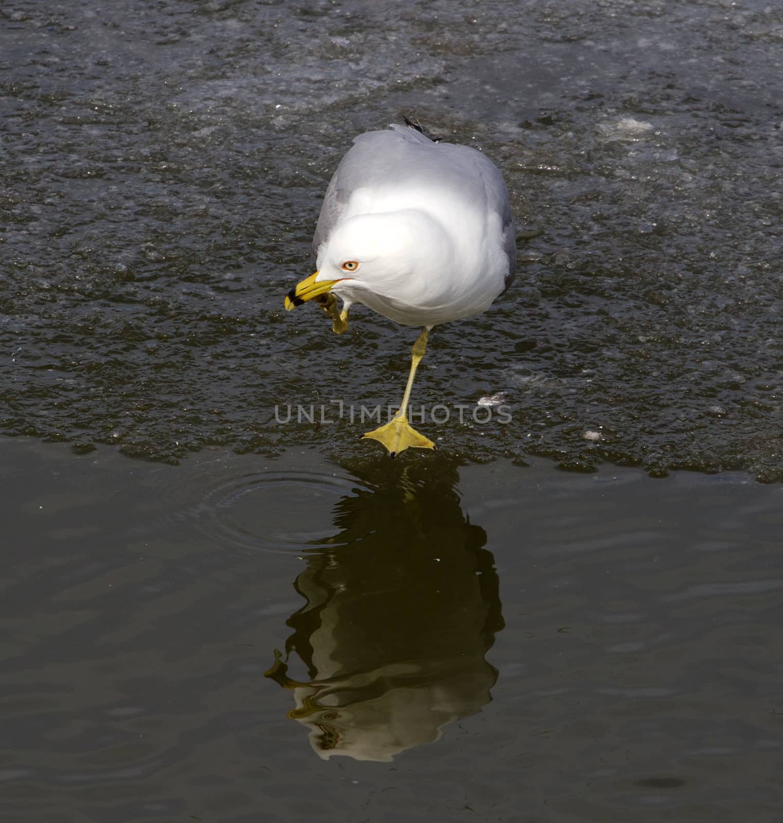 The gull is thinking