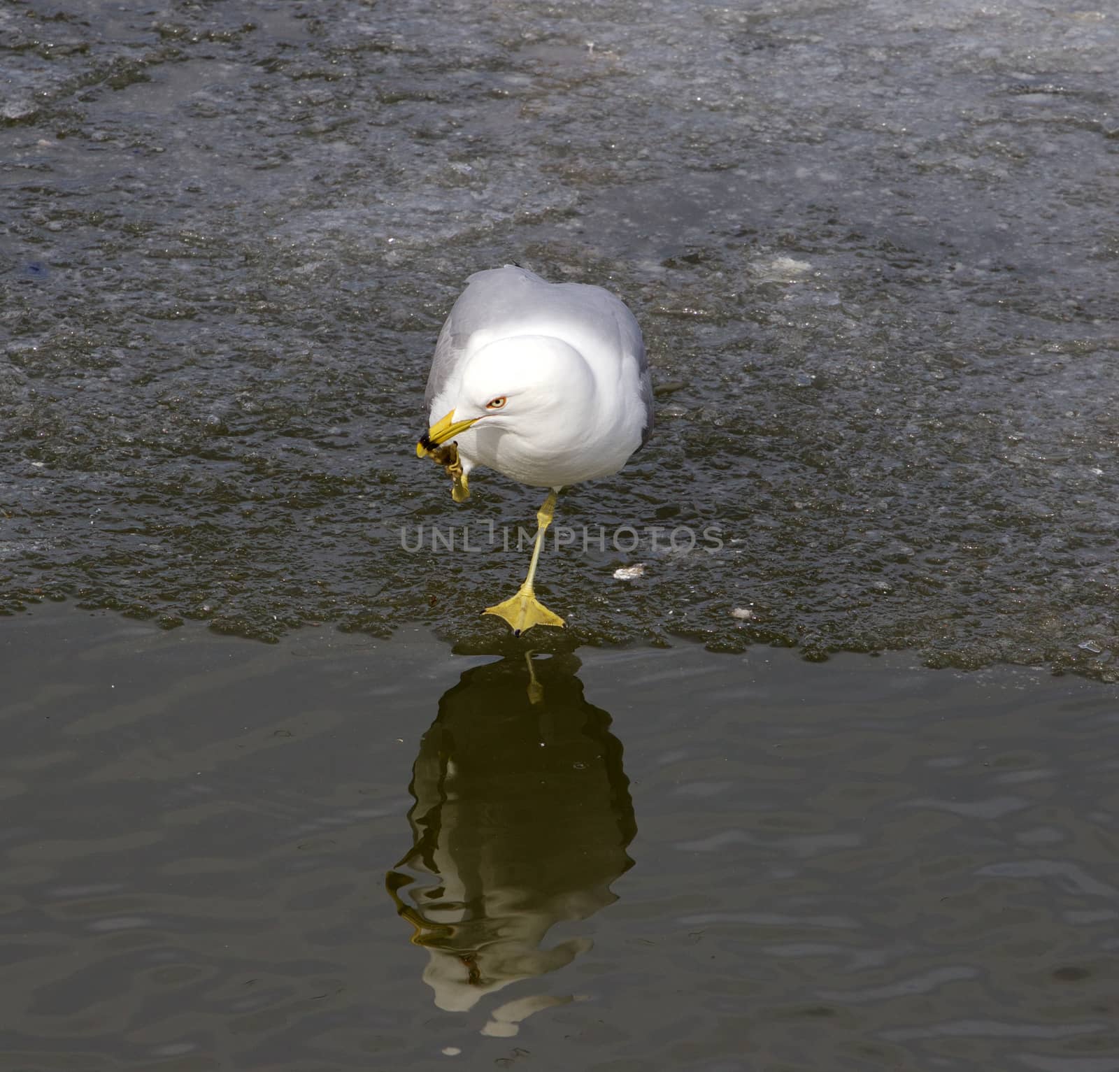 The rock gesture from the gull