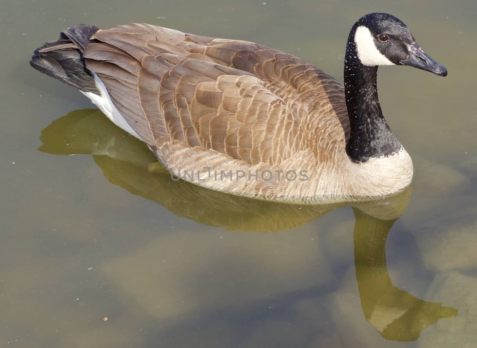 The goose in the calm water by teo