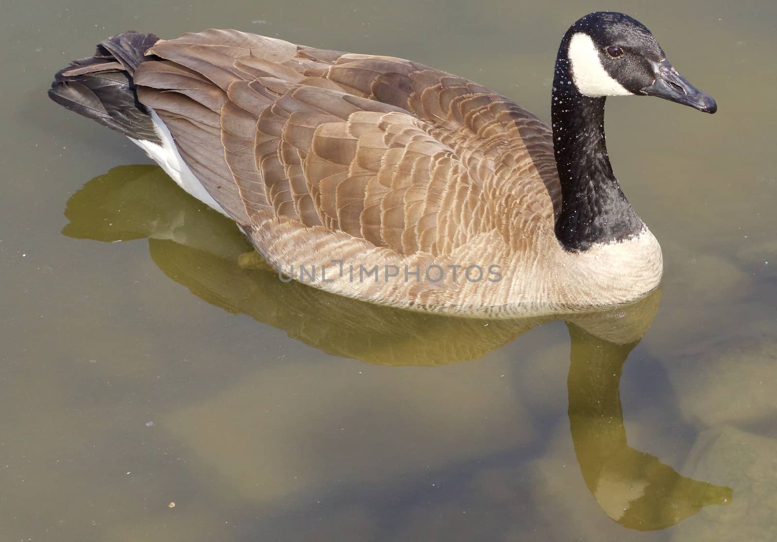 Beautiful cackling goose is swimming in the calm water of the lake