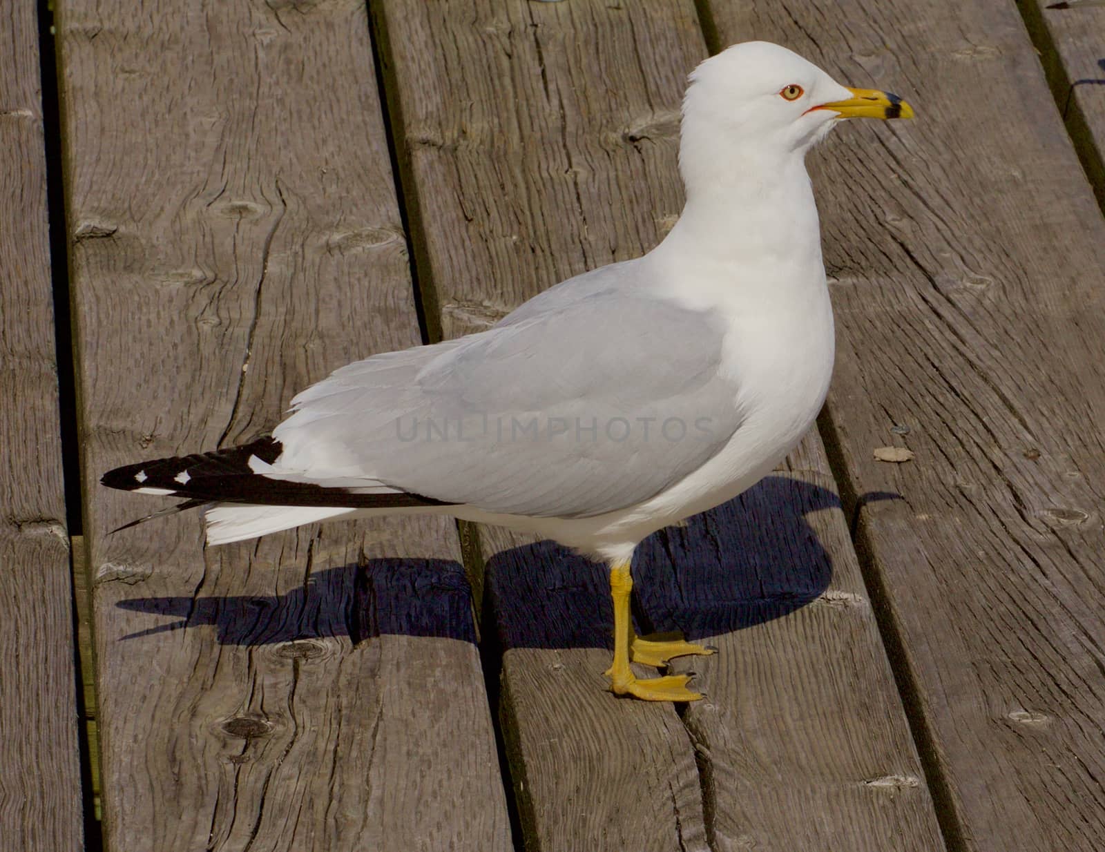 The ring-billed gull close-up by teo