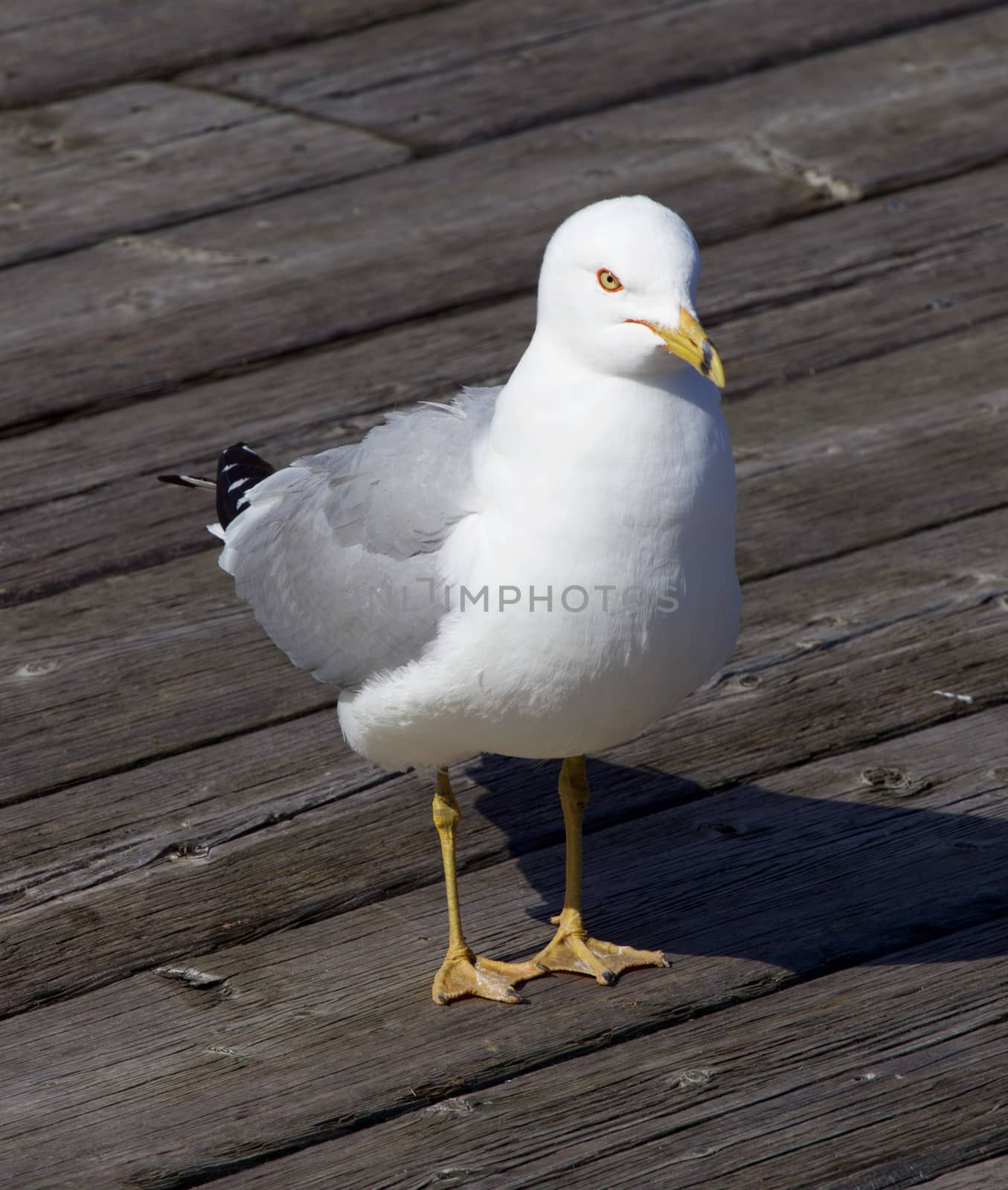 Solely gull by teo