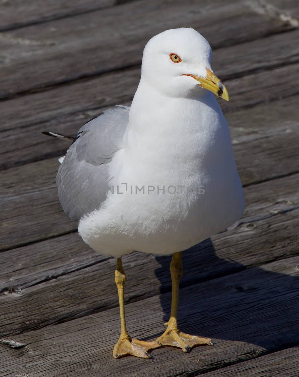 The gull close-up by teo