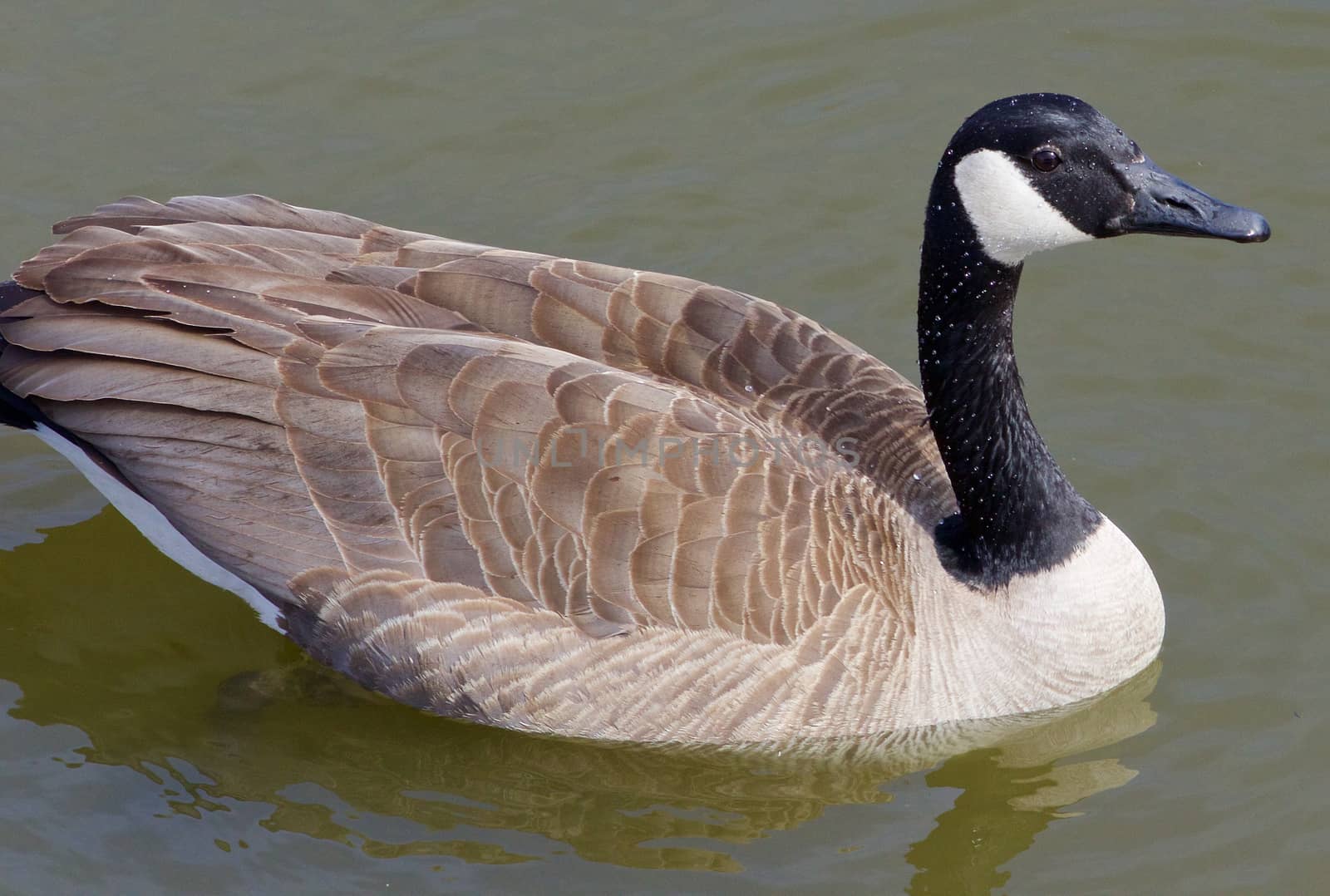 Beautiful close-up of a calm cackling goose by teo