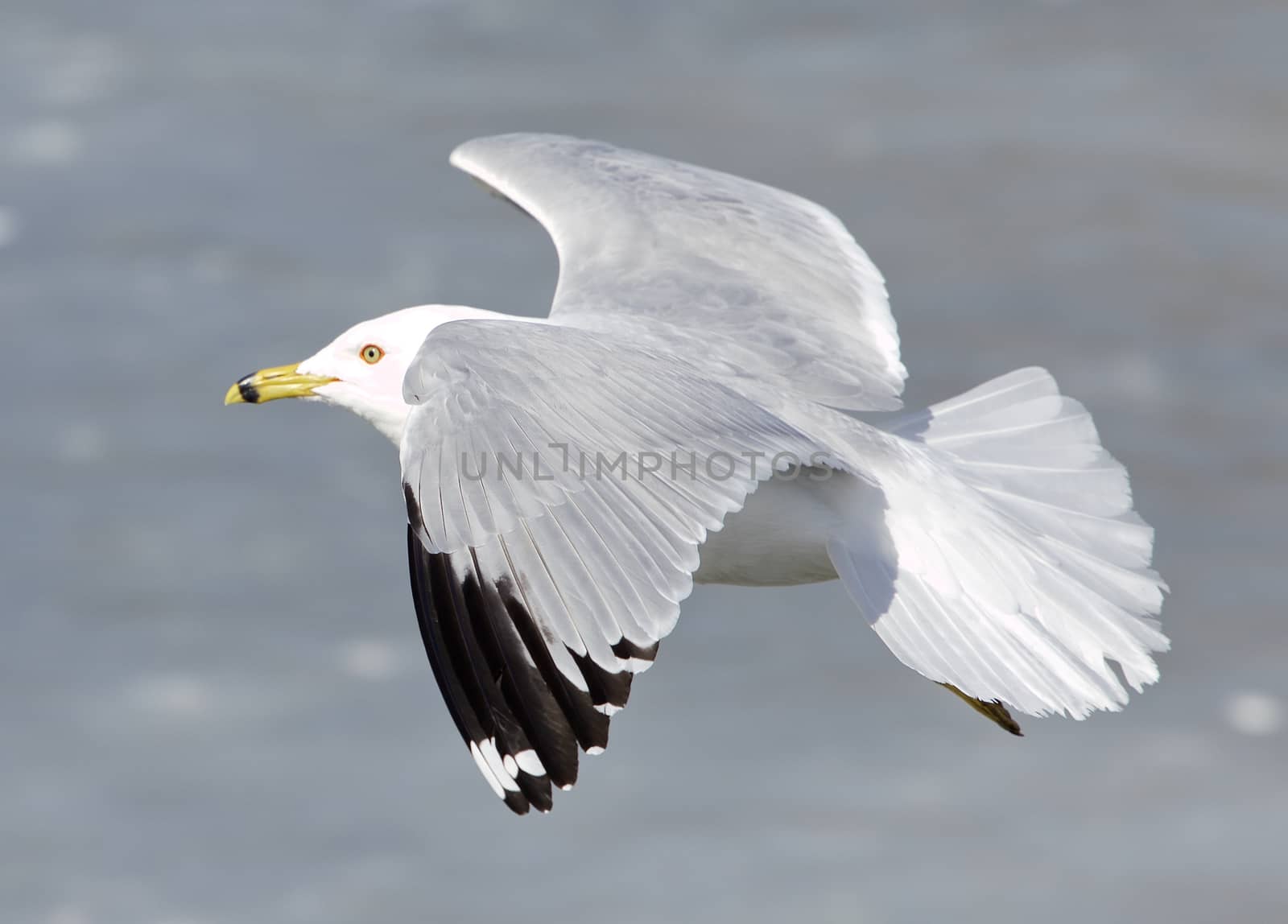 The ring-billed gull is flying