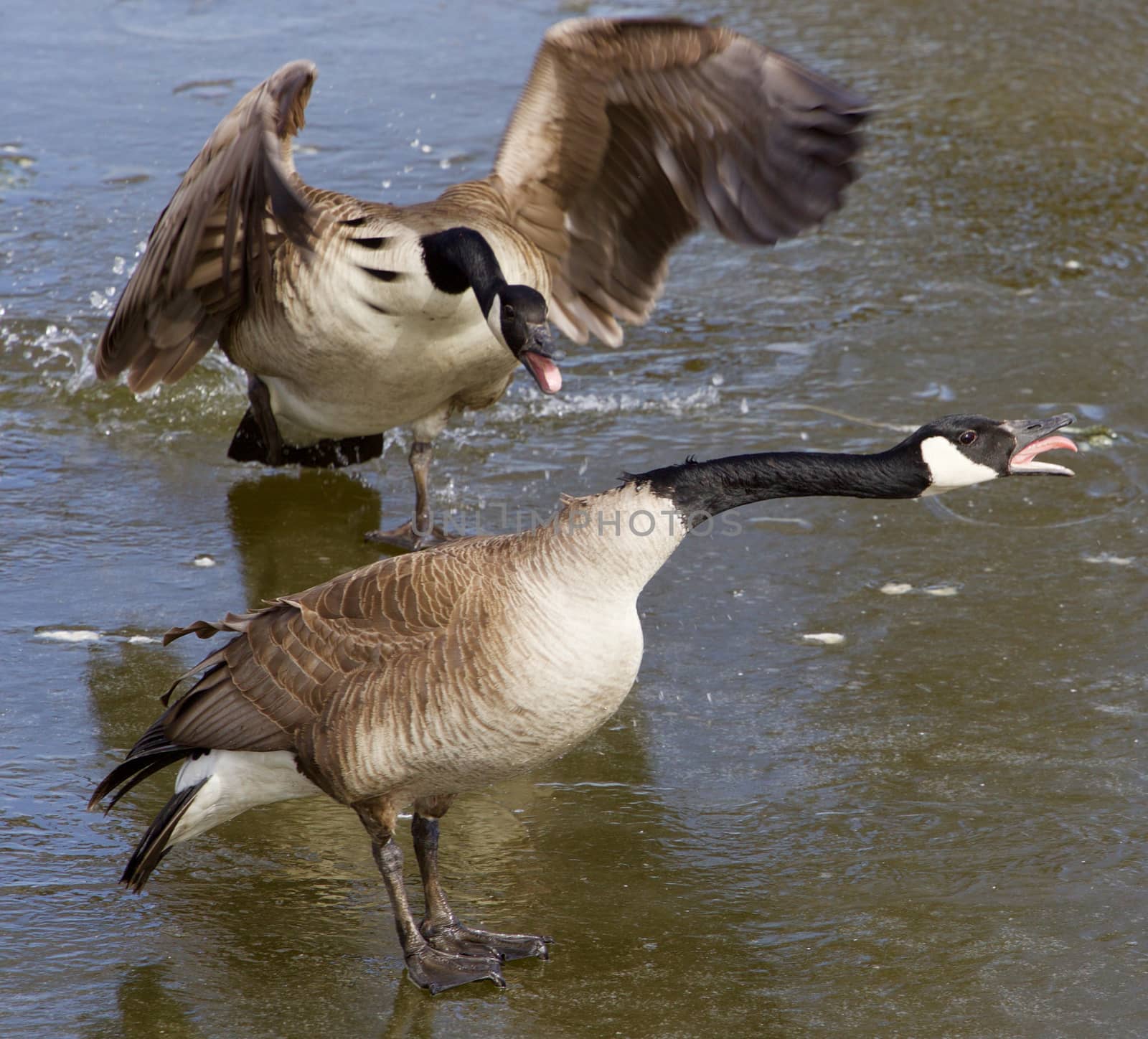 Crazy pair of cacklin geese. Hard family  relationships.