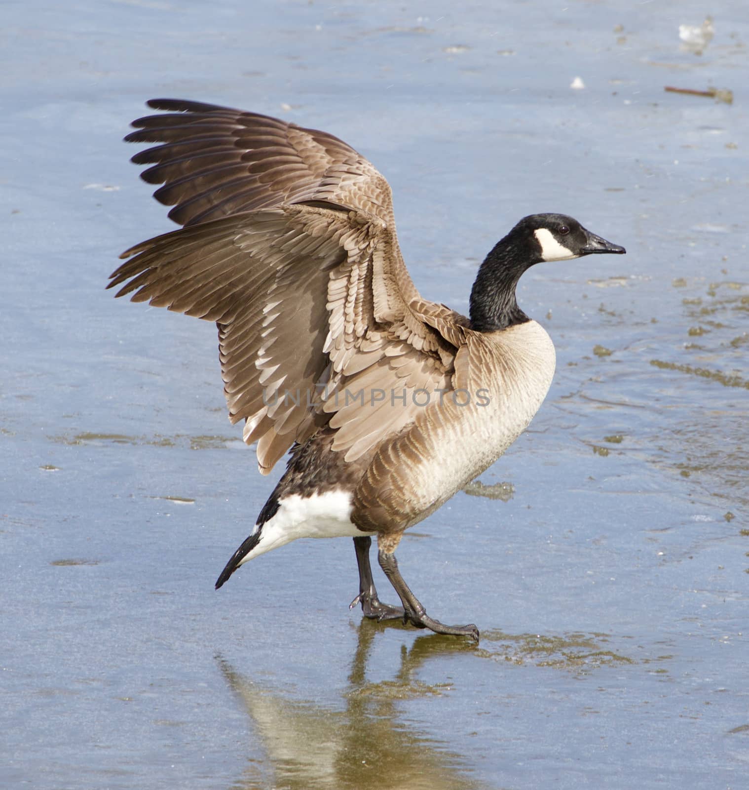 Beautiful cackling goose spreads his wings