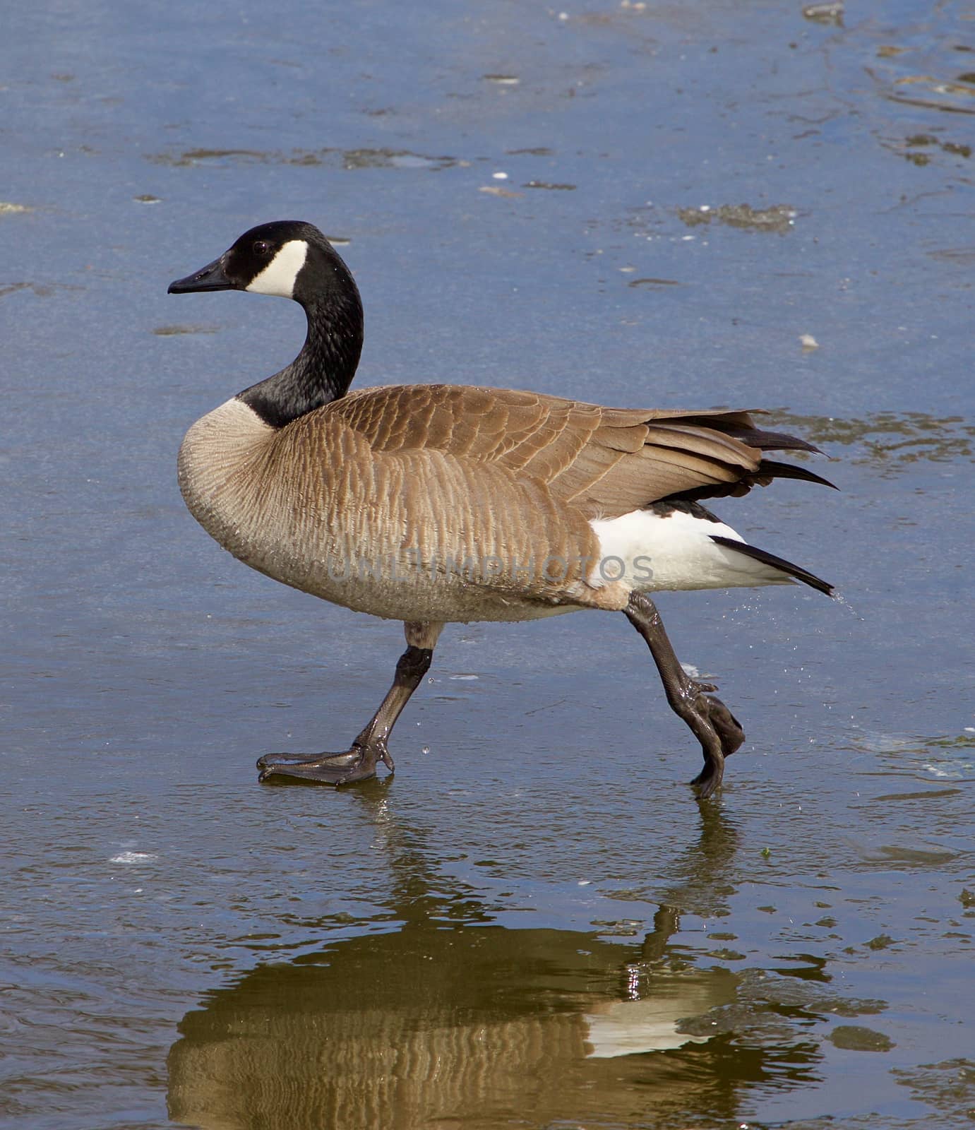 The confident walk of a cackling goose