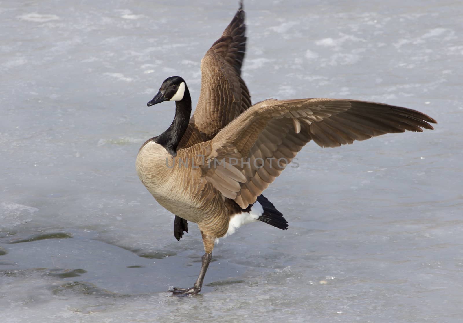 The beautiful jump of a cackling goose