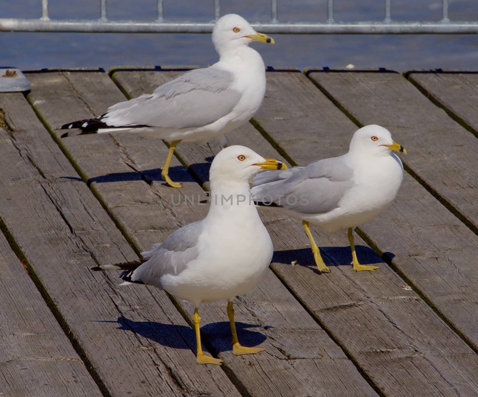 Three gulls are waiting by teo