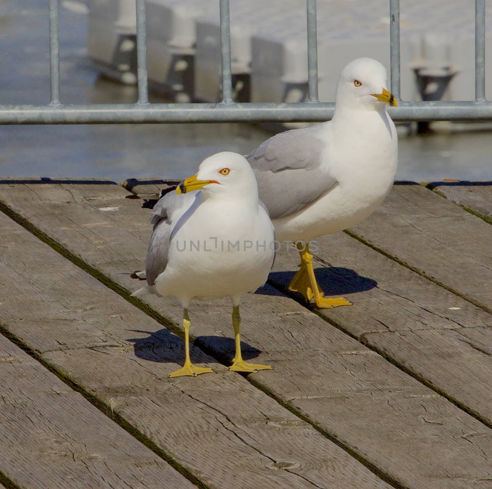 The pair of gulls