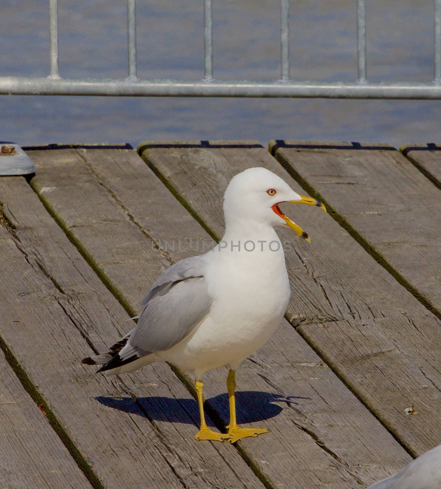 Pure amazement of a funny gull