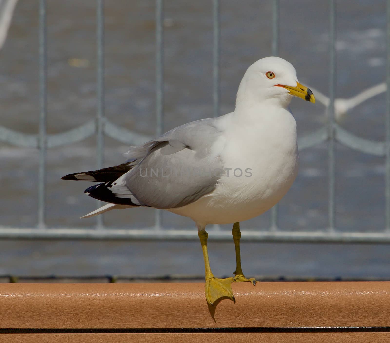 Beautiful gull by teo