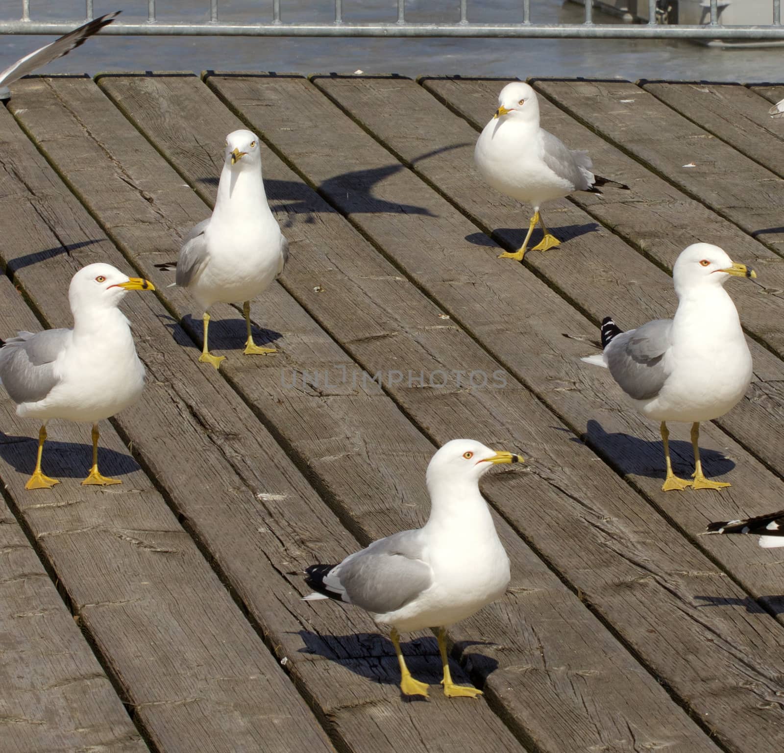 The circle of five gulls