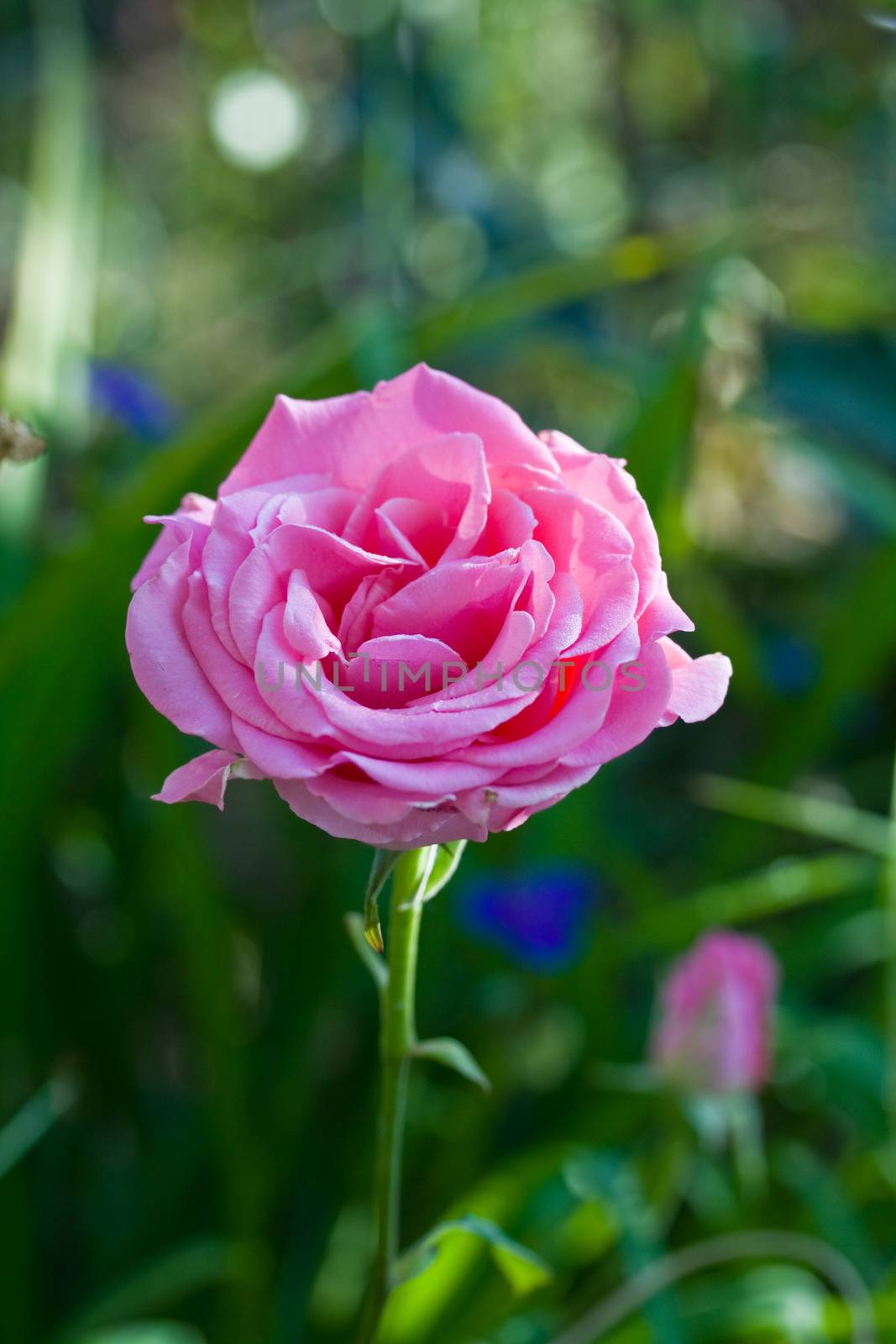 Beautiful blooming pink rose on a background of green grass