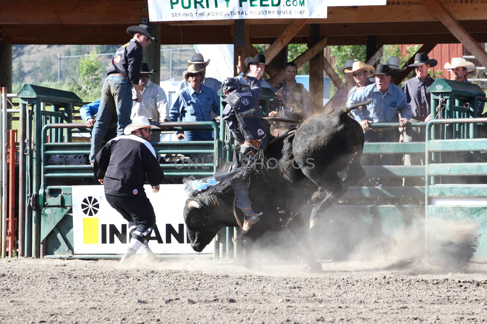 MERRITT, B.C. CANADA - May 30, 2015: Bull rider riding in the first round of The 3rd Annual Ty Pozzobon Invitational PBR Event.