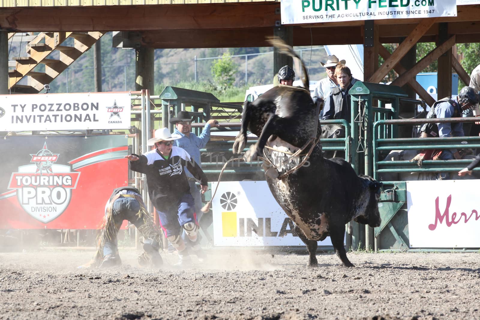 MERRITT, B.C. CANADA - May 30, 2015: Bull rider riding in the first round of The 3rd Annual Ty Pozzobon Invitational PBR Event.