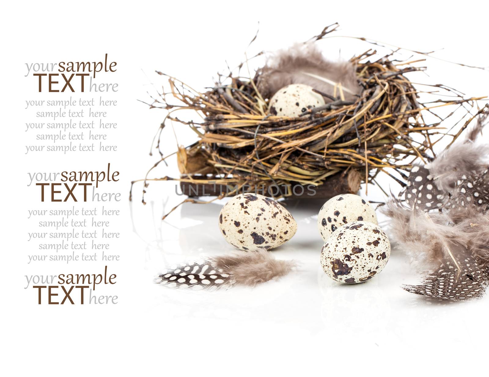 quail eggs on white background