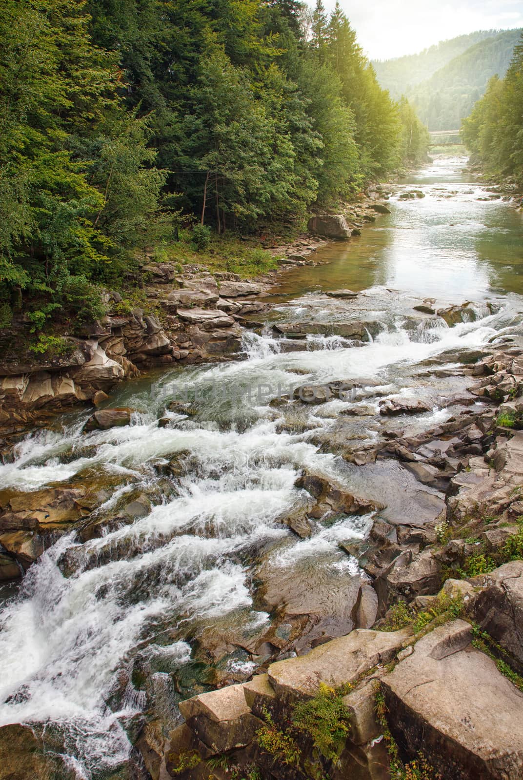 Fast river in a mountain forest on a sunny day