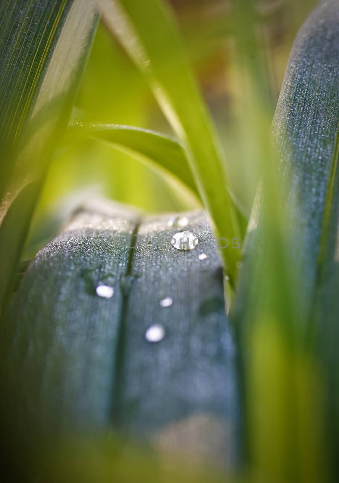 dew drops on green grass