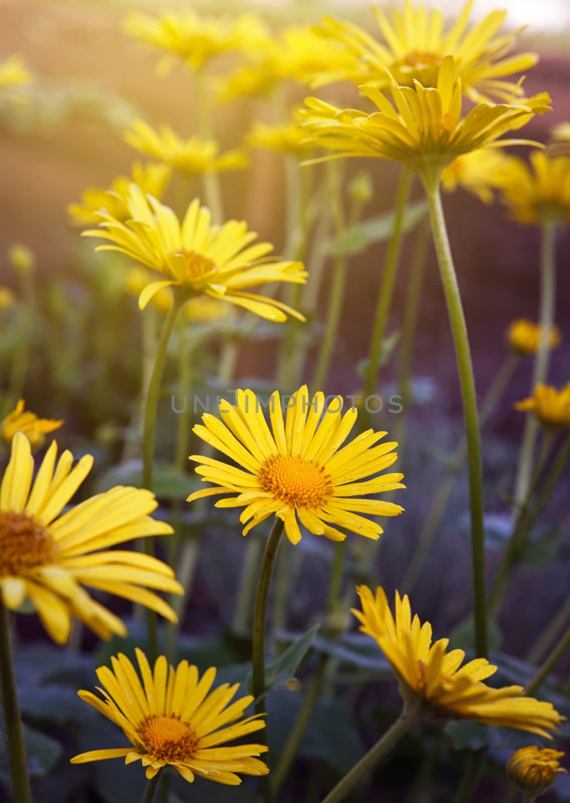 Yellow flowers by serkucher