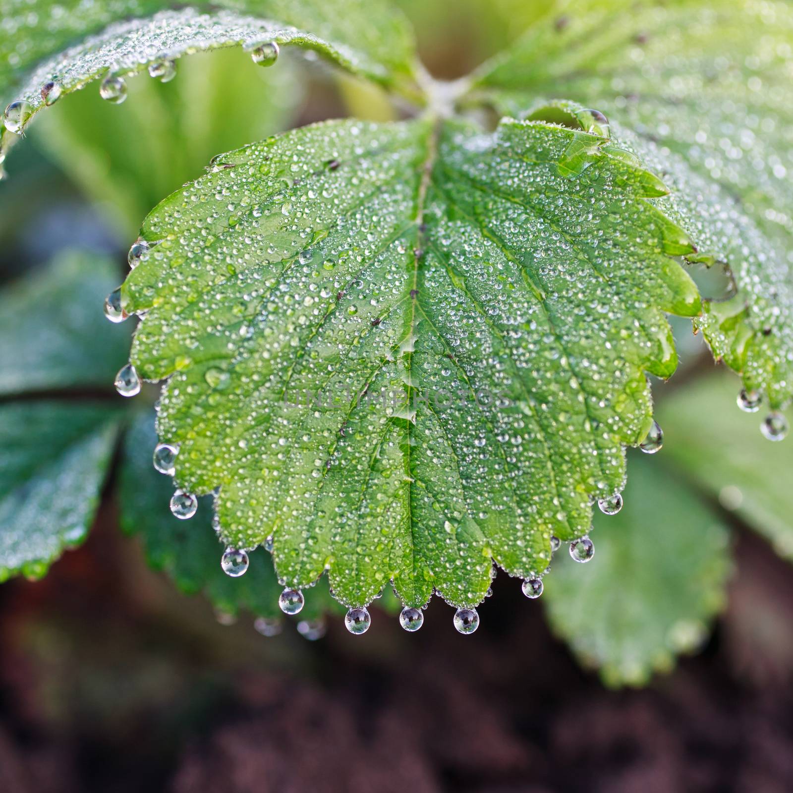 dew drops on green leaf