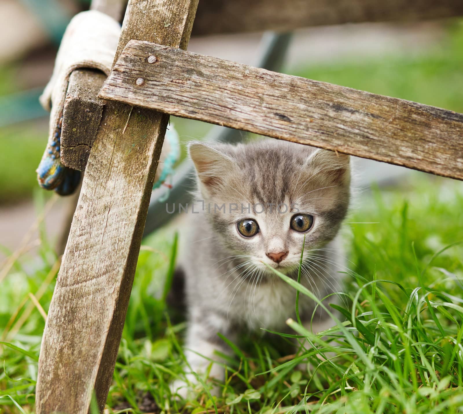 fanny grey cat  sin  on   green grass