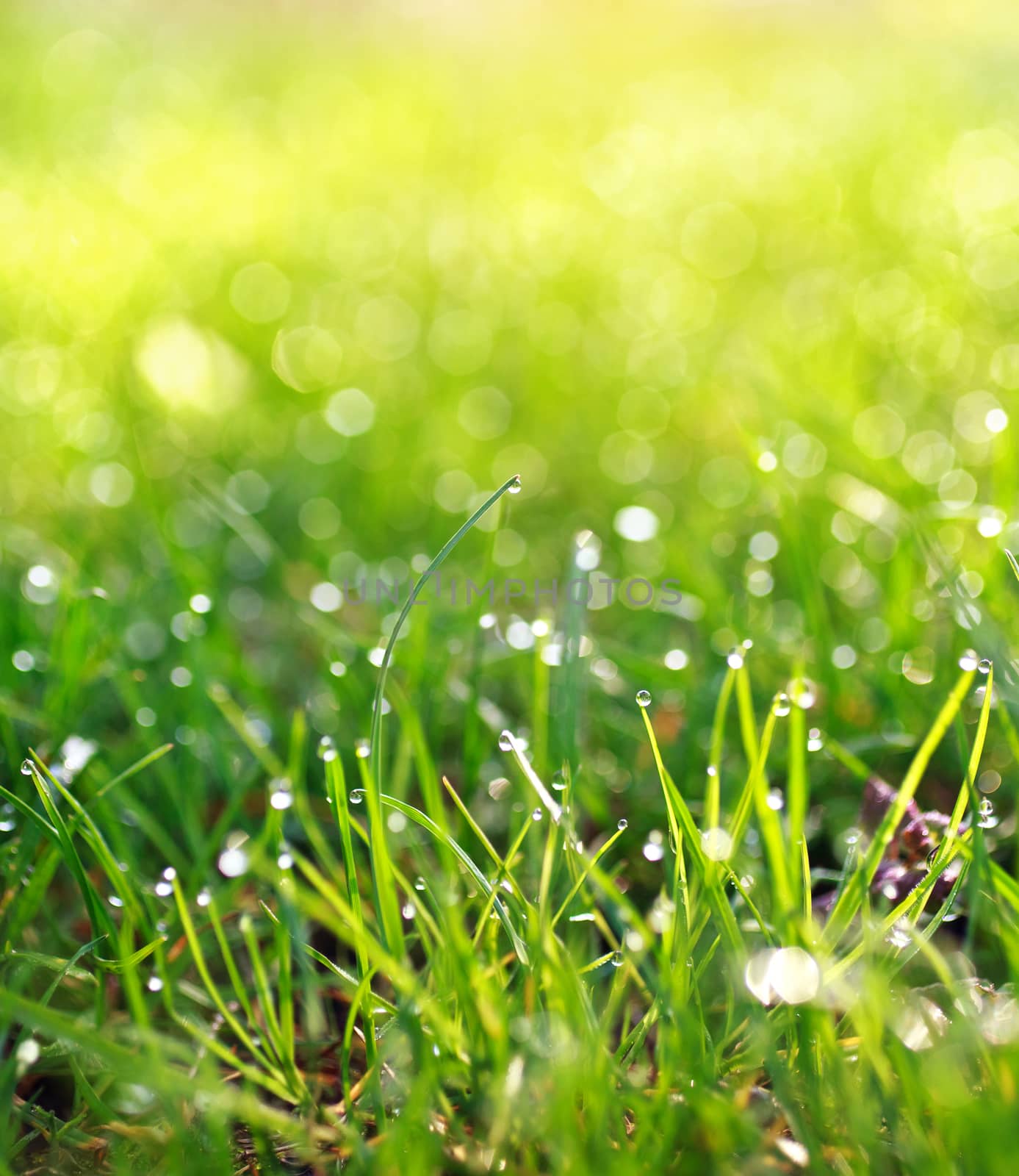 dew drops on the grass