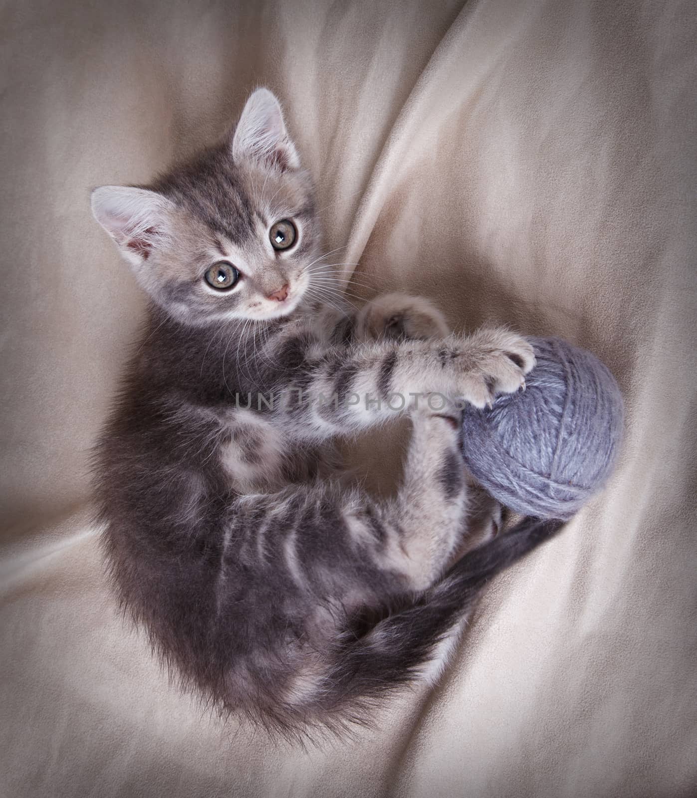 playful gray kitten with ball  lying on gray background