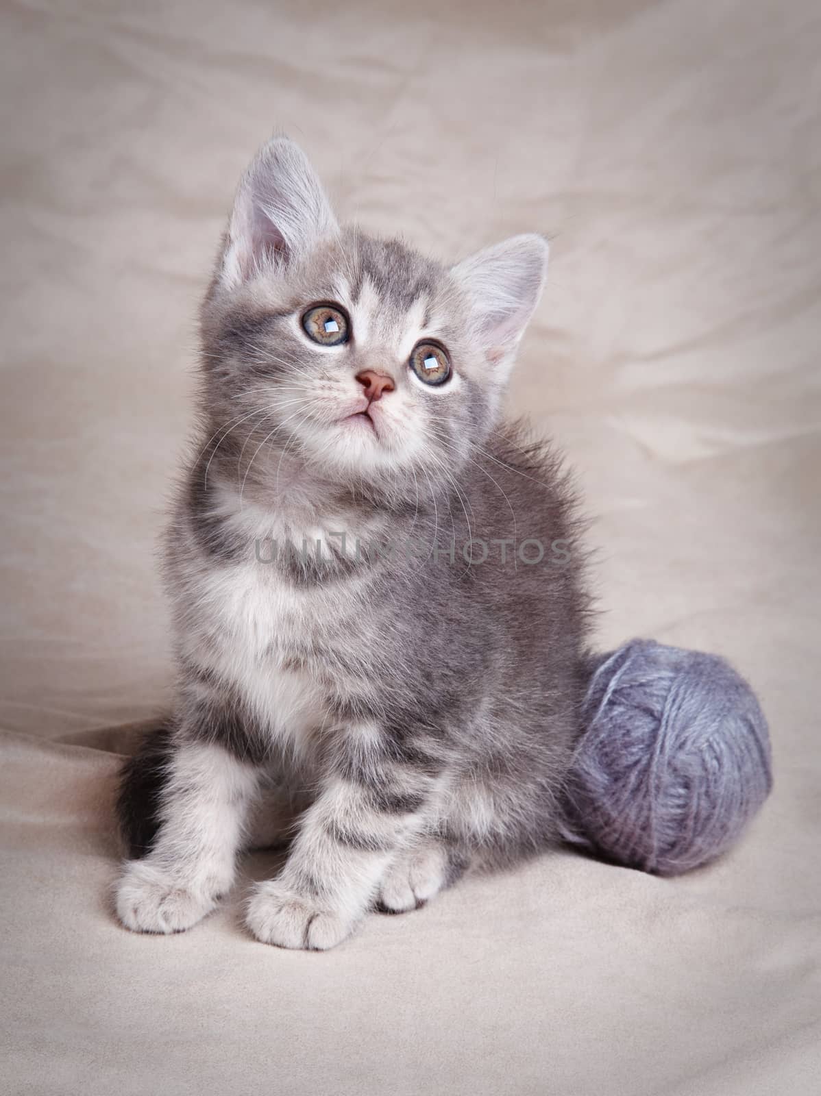 beautiful gray tabby kitten with  ball  on gray background