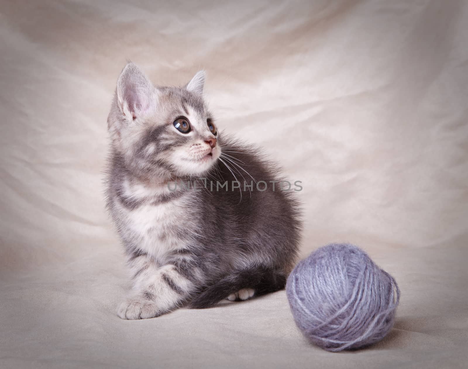 beautiful gray tabby kitten with  ball  on gray background