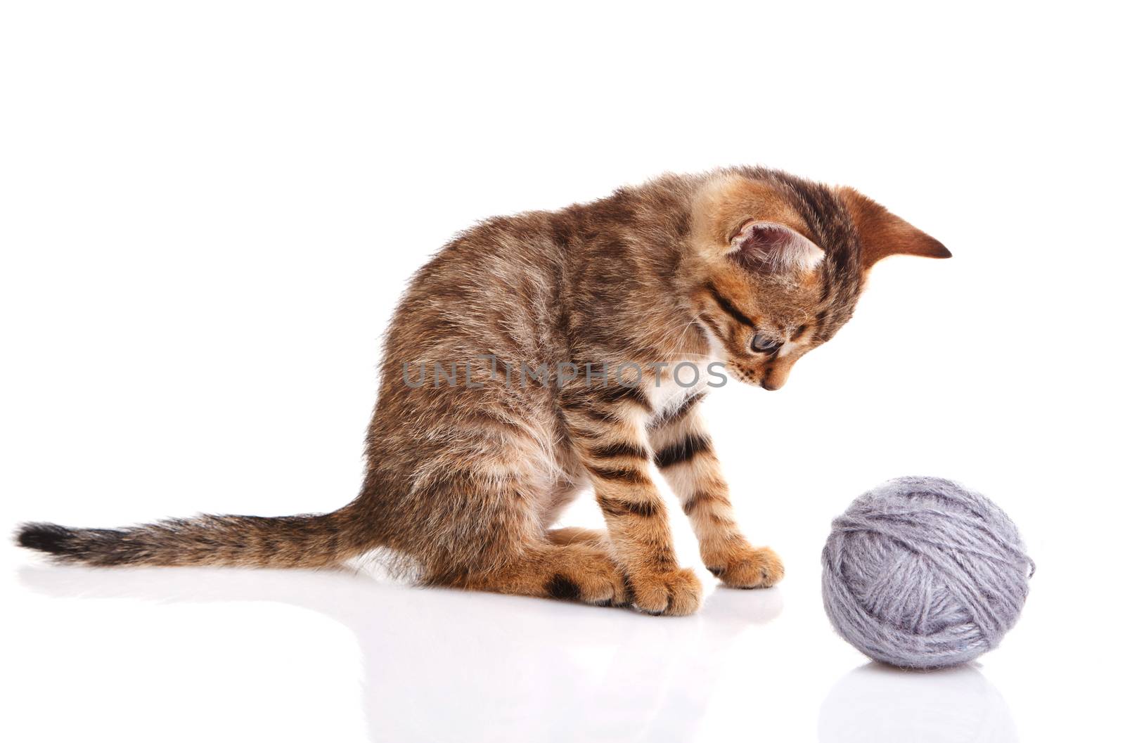 striped kitten with gray ball on white background