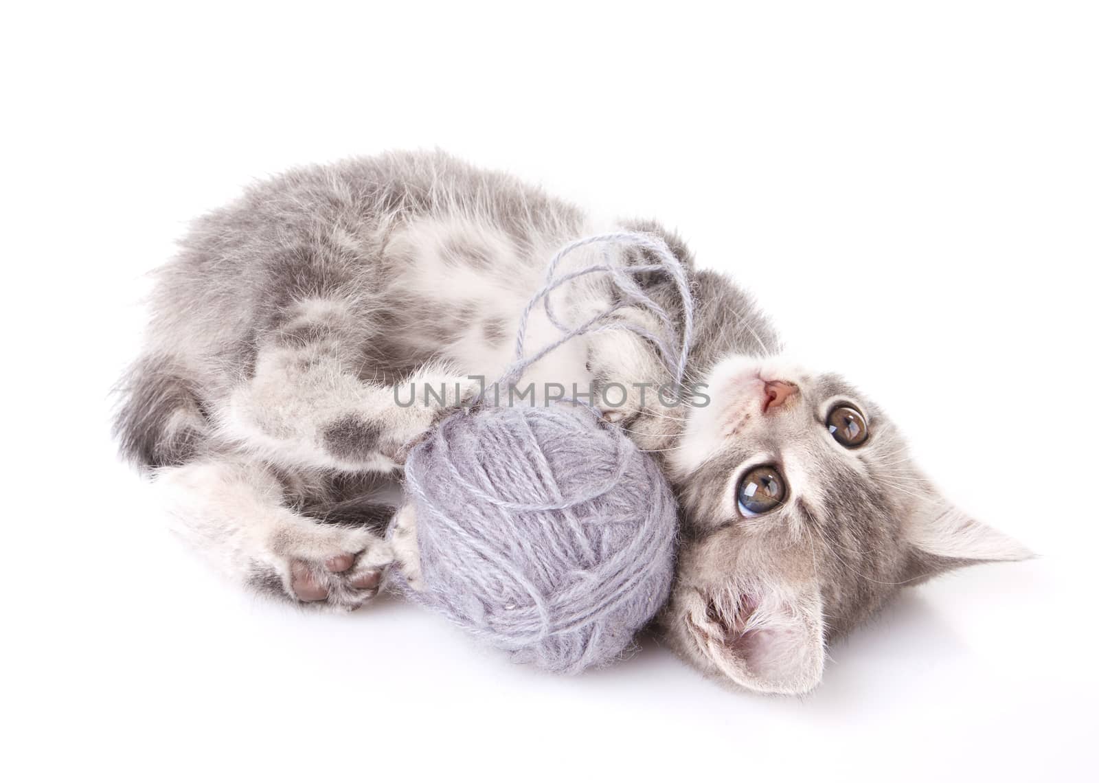 playful tabby kitten with gray ball on white background