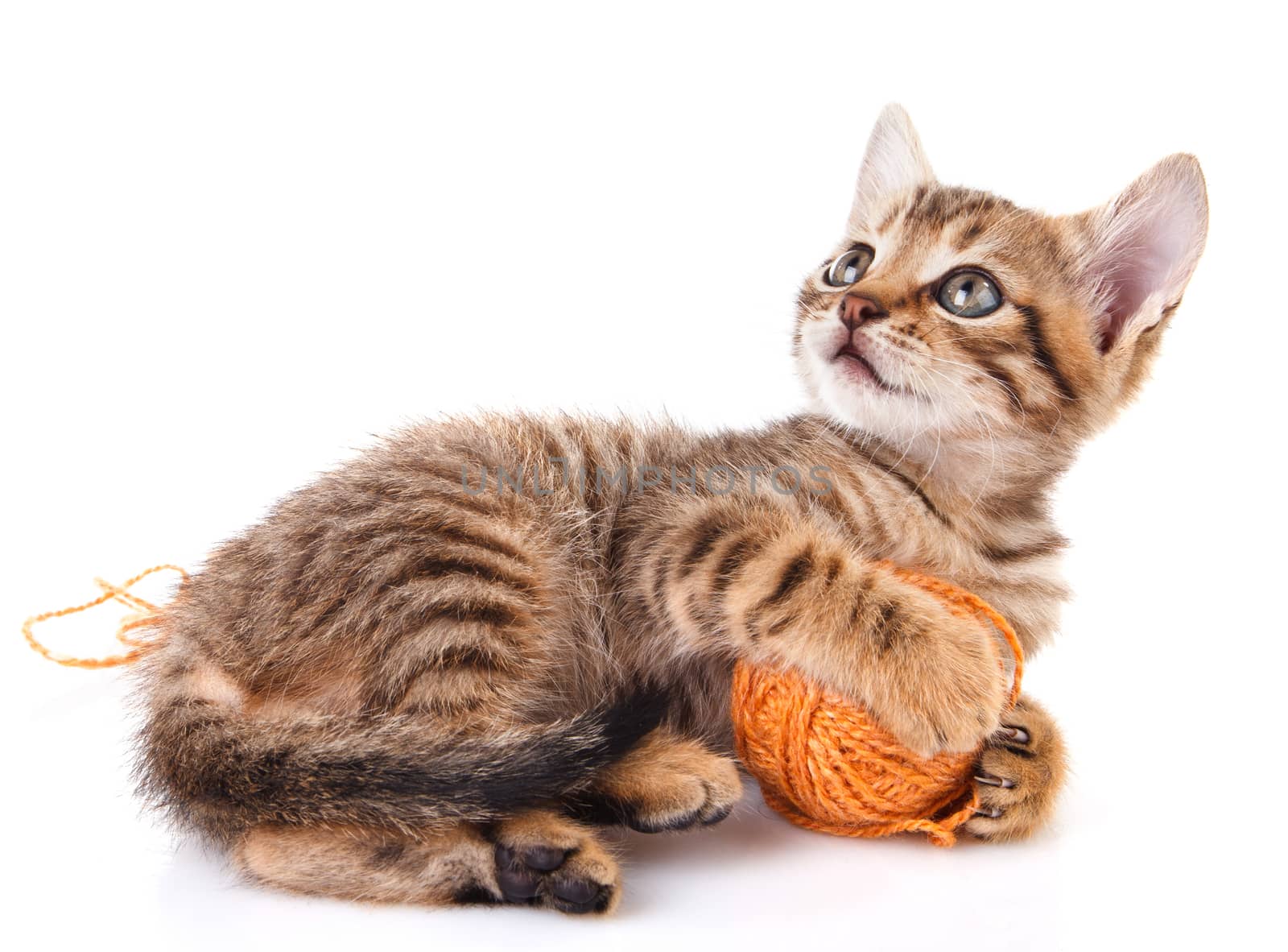 playful tabby kitten with brown ball on white background