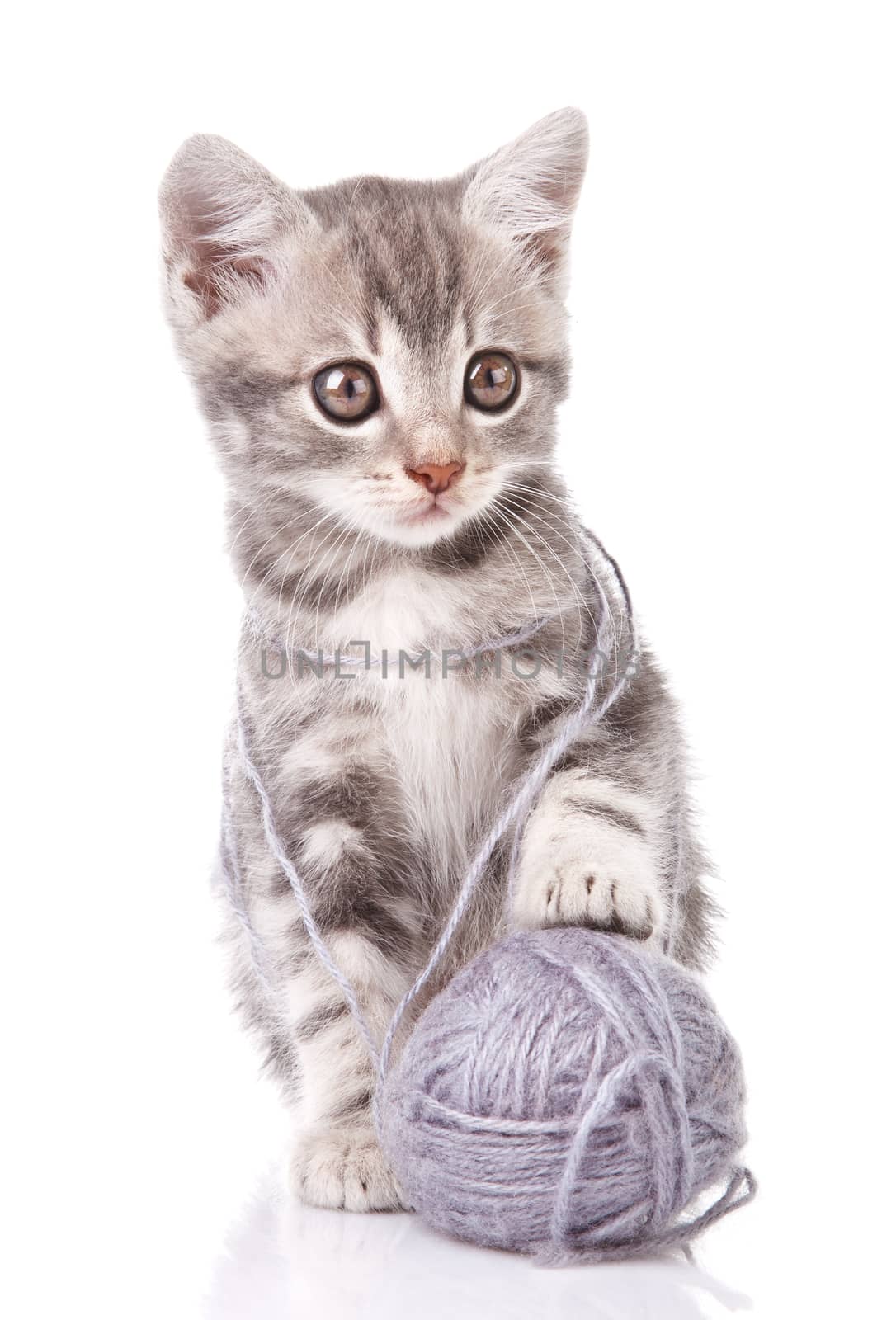 beautiful gray tabby kitten with gray ball  on white background