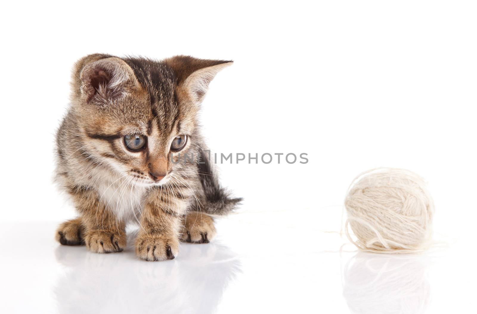 beautiful tabby kitten with white ball sitting on white background
