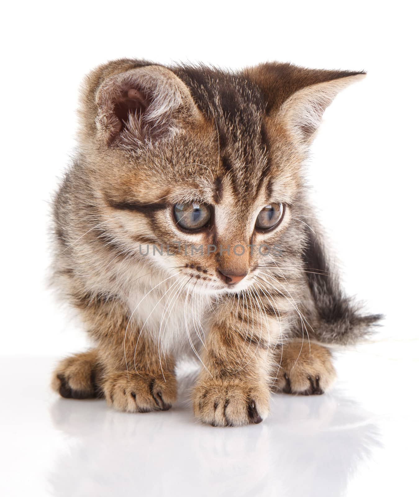 beautiful tabby kitten with white ball sitting on white background