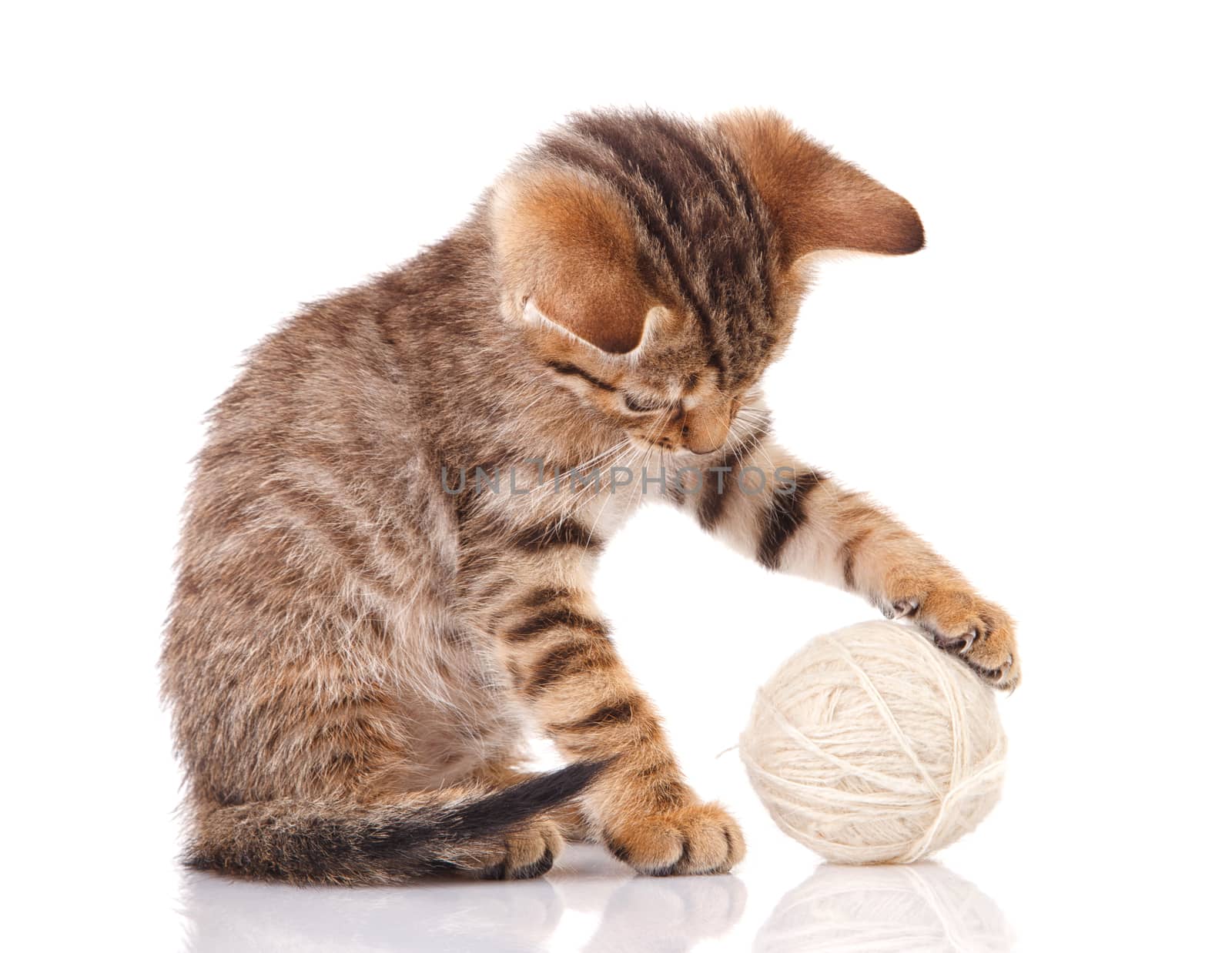 playful tabby kitten with white ball on white background