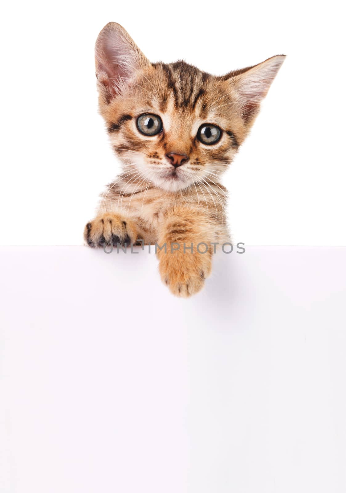 Kitten hanging over blank poster-board, you add the message