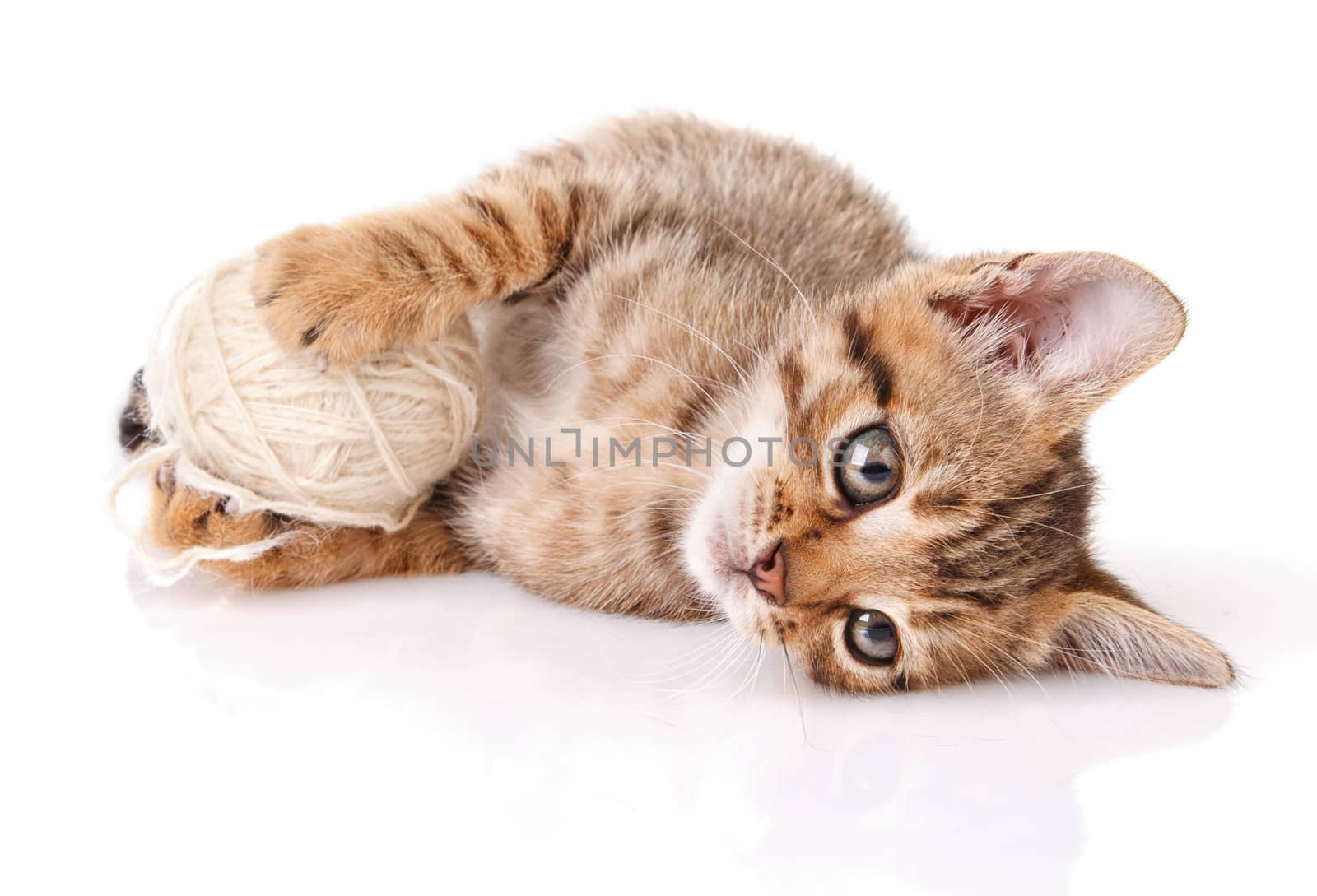 playful tabby kitten with white ball on white background