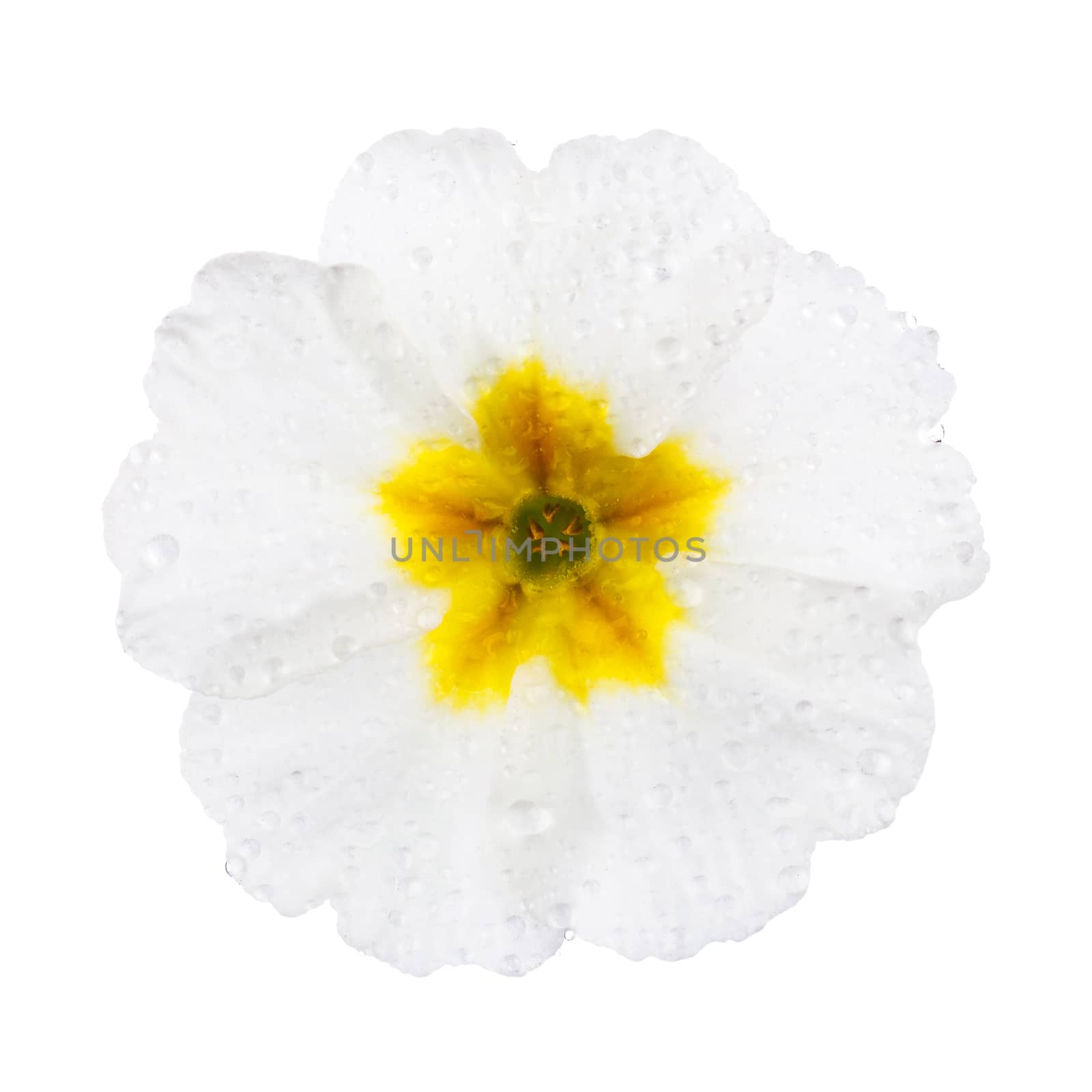 White Primula Primrose with dew drops isolated white background 