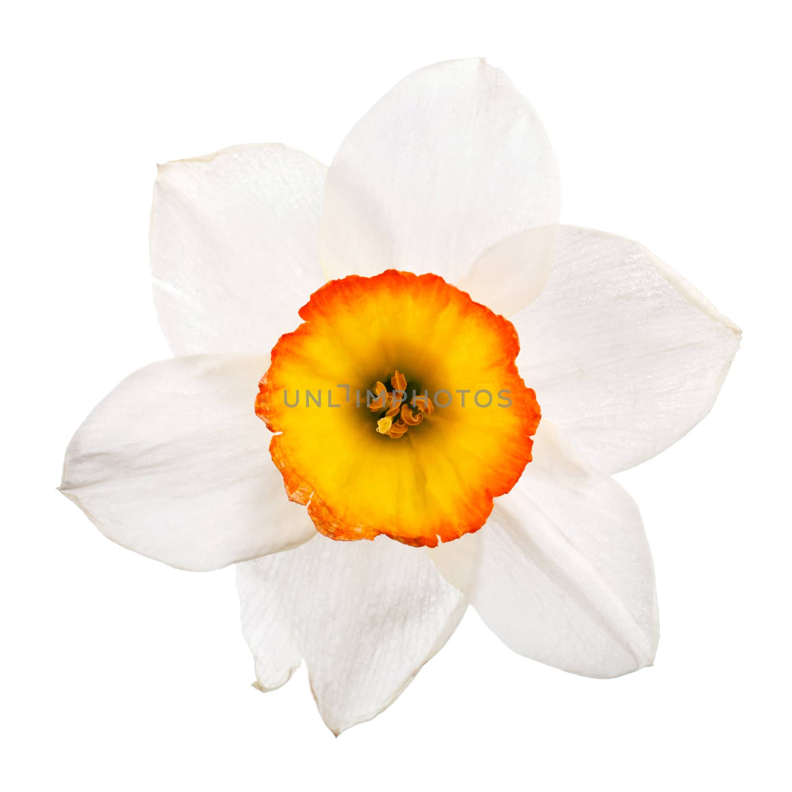 single daffodil on white background