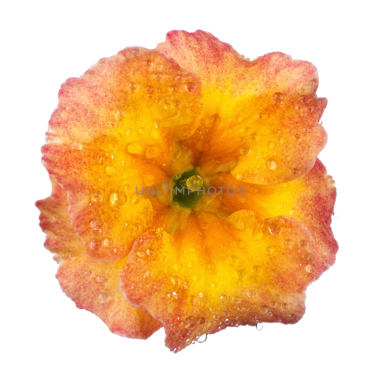 Primula, spring flower with dew drops isolated white background