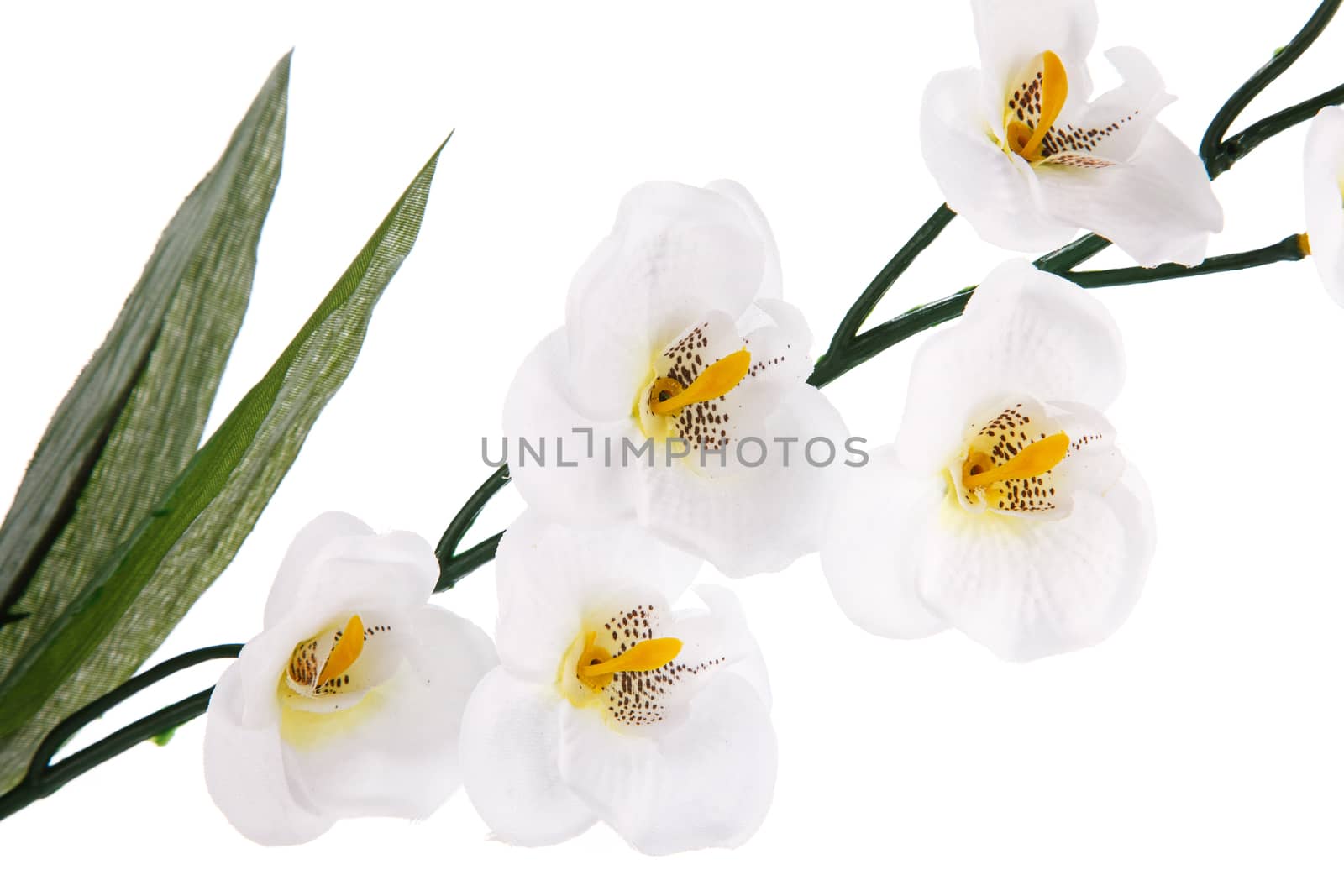 white orchid by serkucher