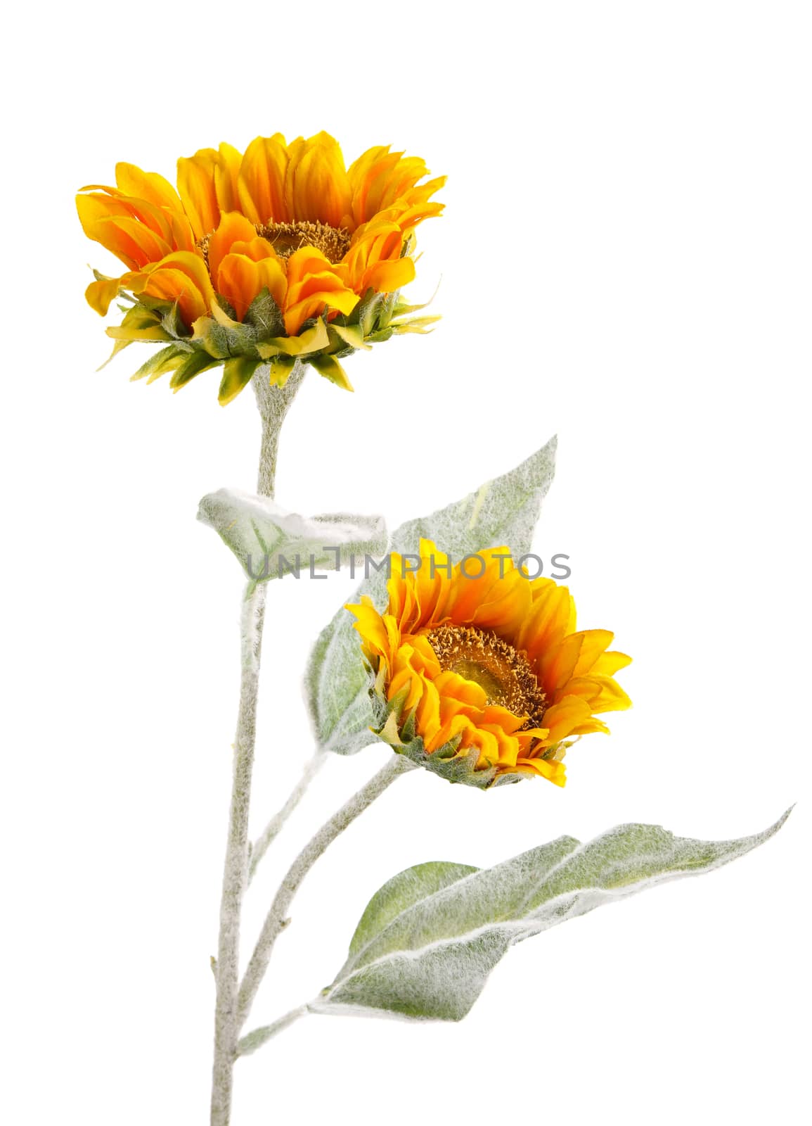 sunflower isolated on white