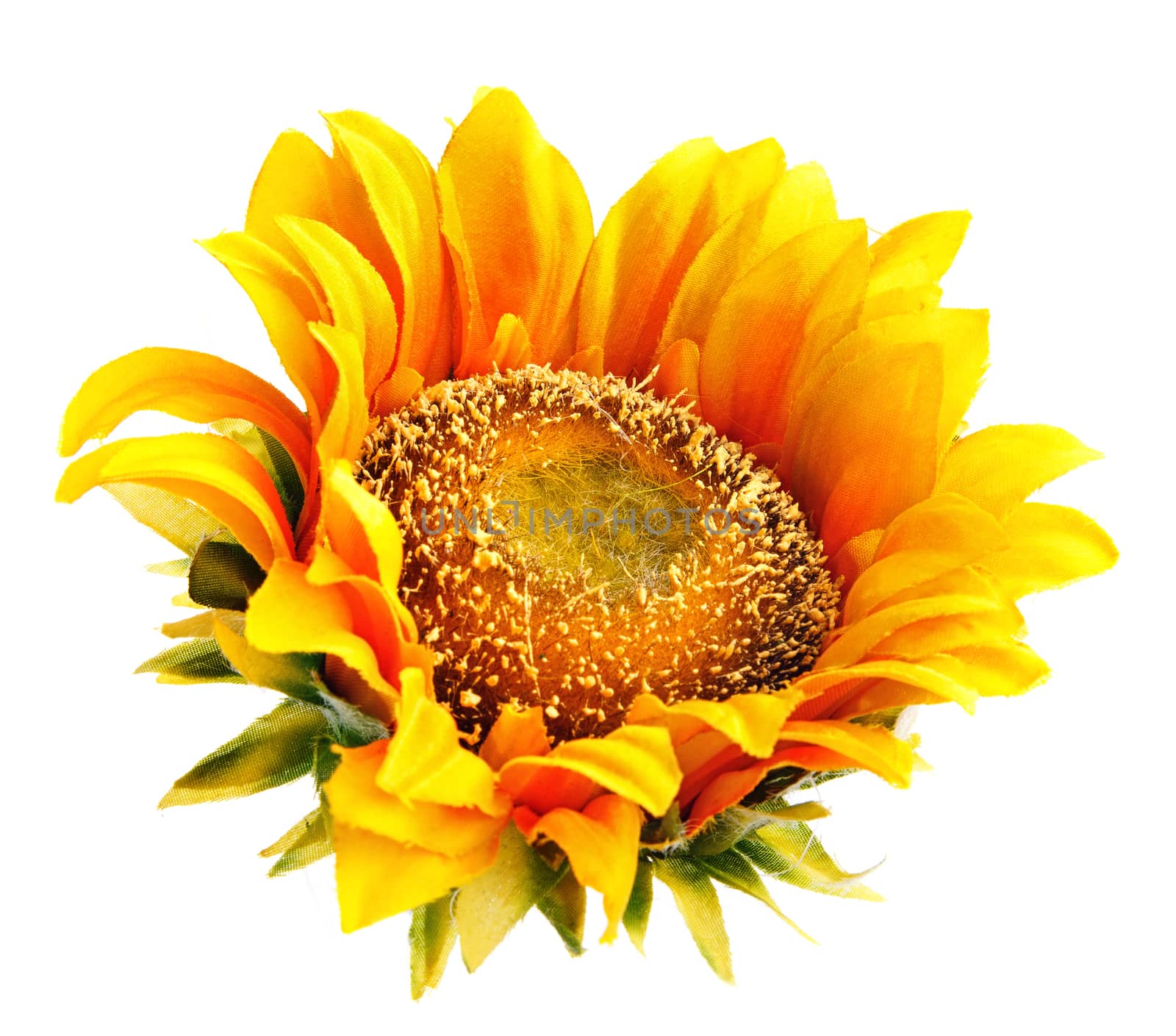 sunflower isolated on white